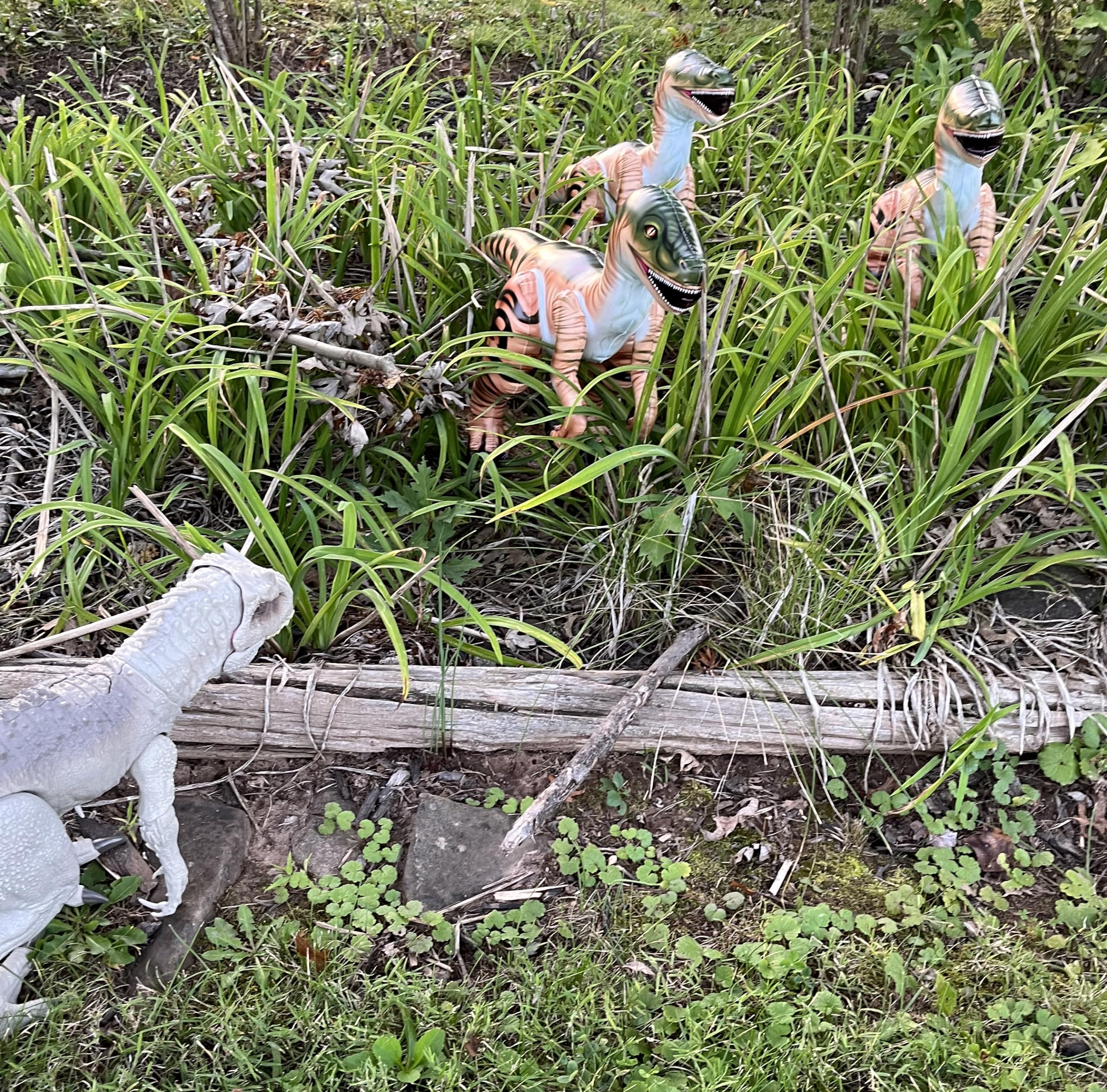 Inflatable Raptor Pack Dinosaur Three Pack Marvel of Prehistoric Fun! Standing at an Impressive 24 inches in Length Each and 16 inches Tall.